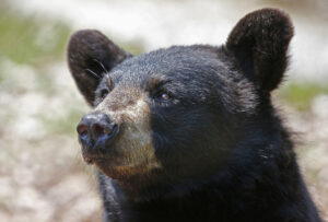 SAMUEL: How do black bears survive in winter?